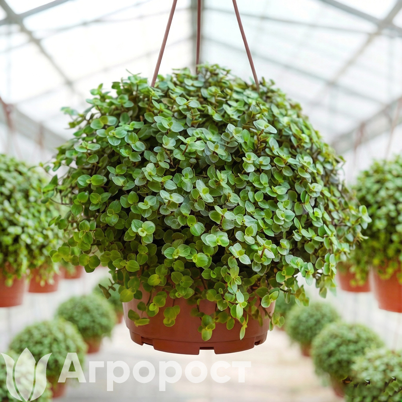 Каллизия зеленая