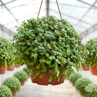 Каллизия зеленая