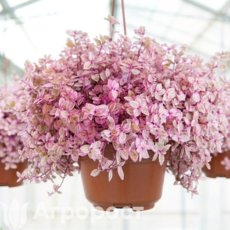 Каллизия Розовая пантера