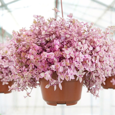 Каллизия Розовая пантера