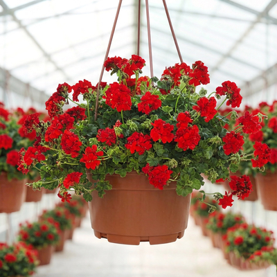 Пеларгония плющелистная