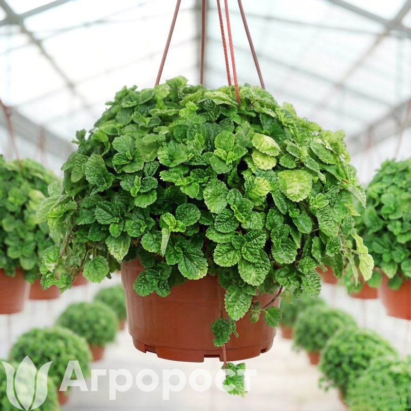 Пилея Монетолистная