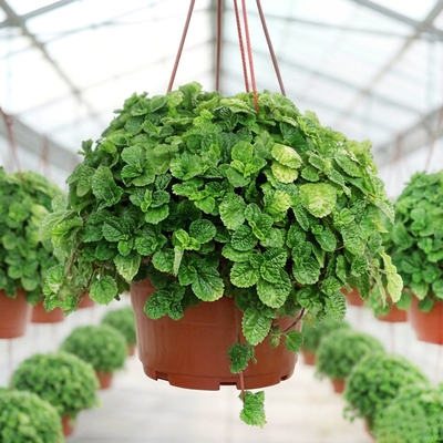 Пилея Монетолистная