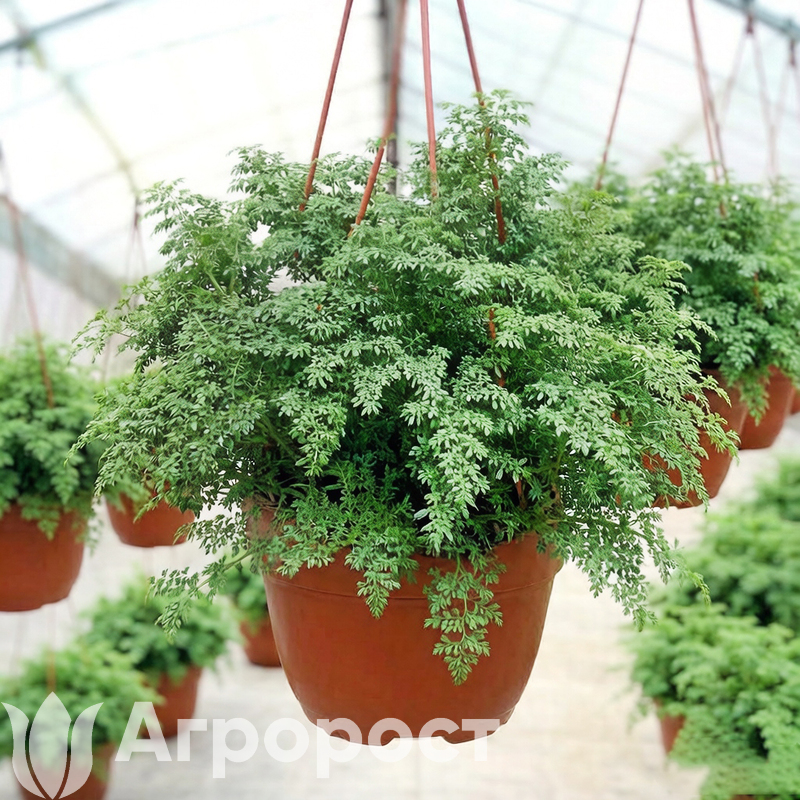 Пилея Мелколистная