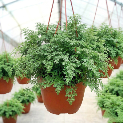 Пилея Мелколистная