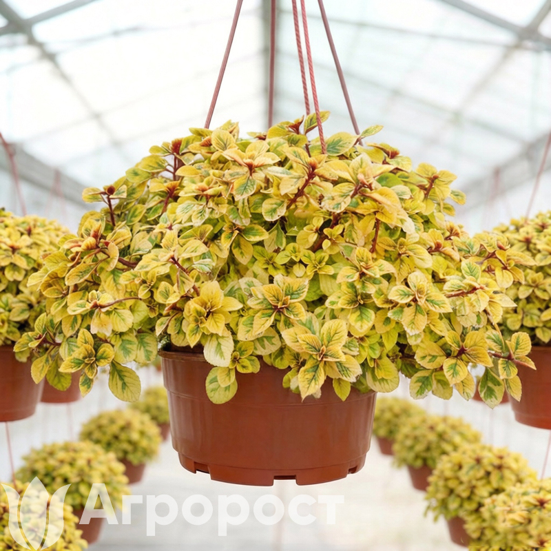 Плектрантус голд