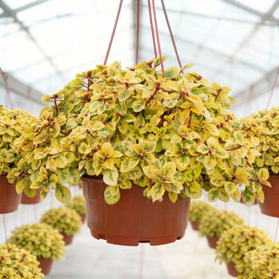 Плектрантус голд