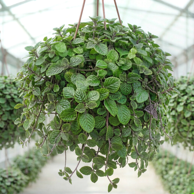 Плектрантус краснеющий