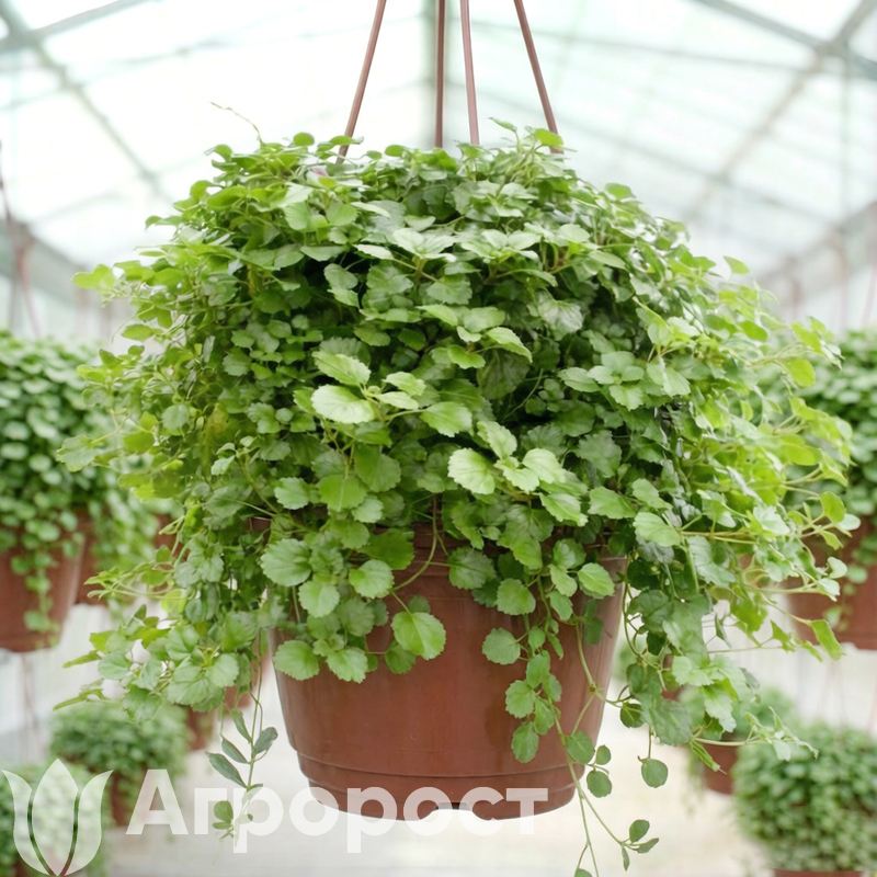 Плектрантус южный