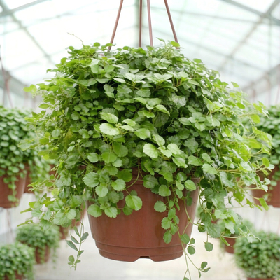 Плектрантус южный