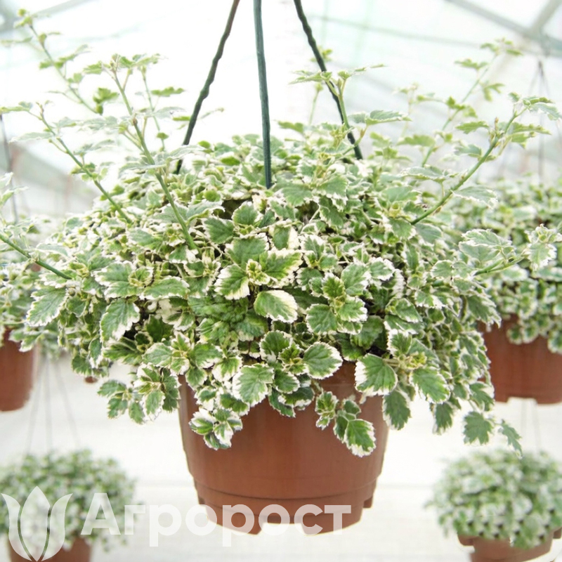 Плектрантус колеусовидный