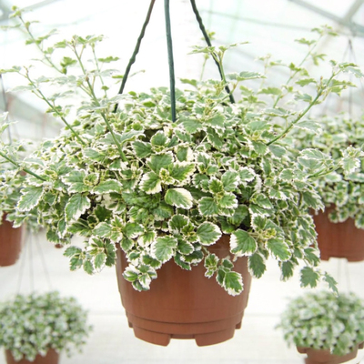 Плектрантус колеусовидный