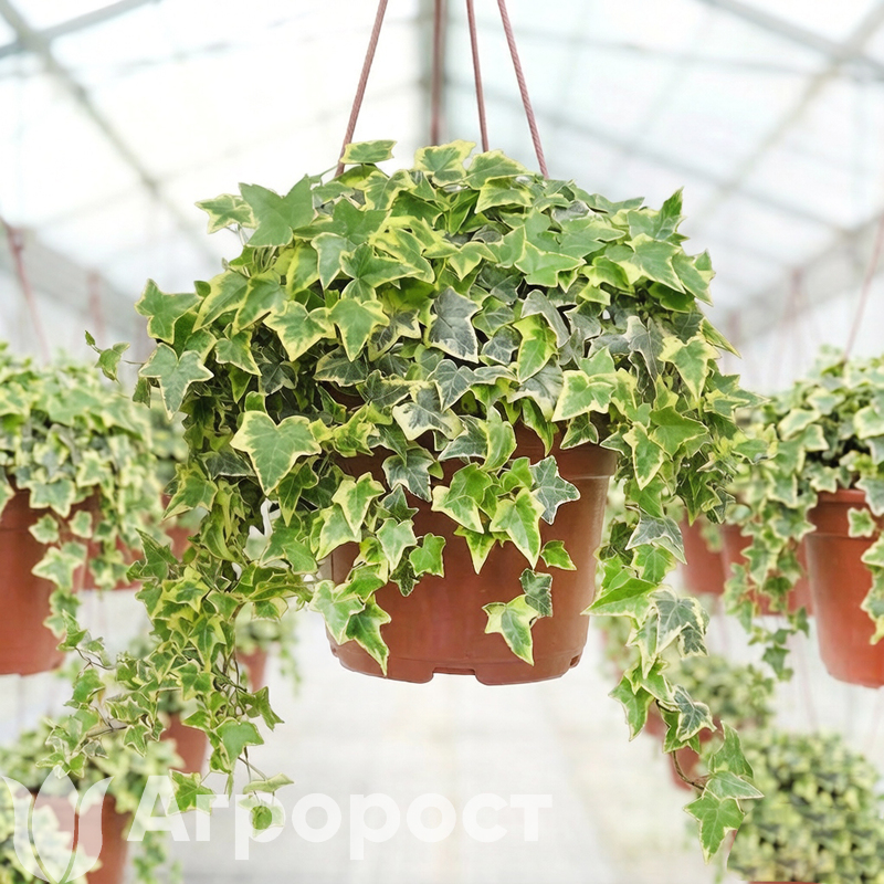 Плющ (Хедера)