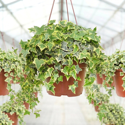 Плющ (Хедера)