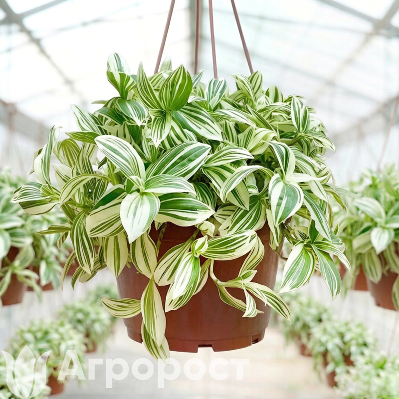 Традесканция белоцветковая (белая)