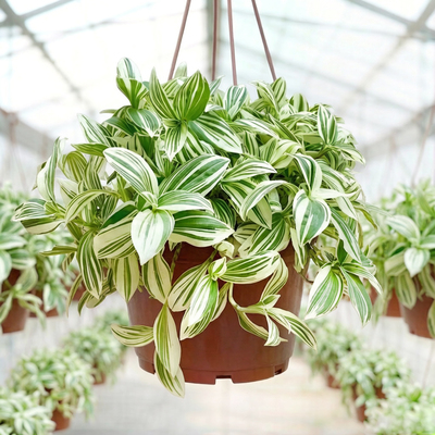 Традесканция белоцветковая (белая)