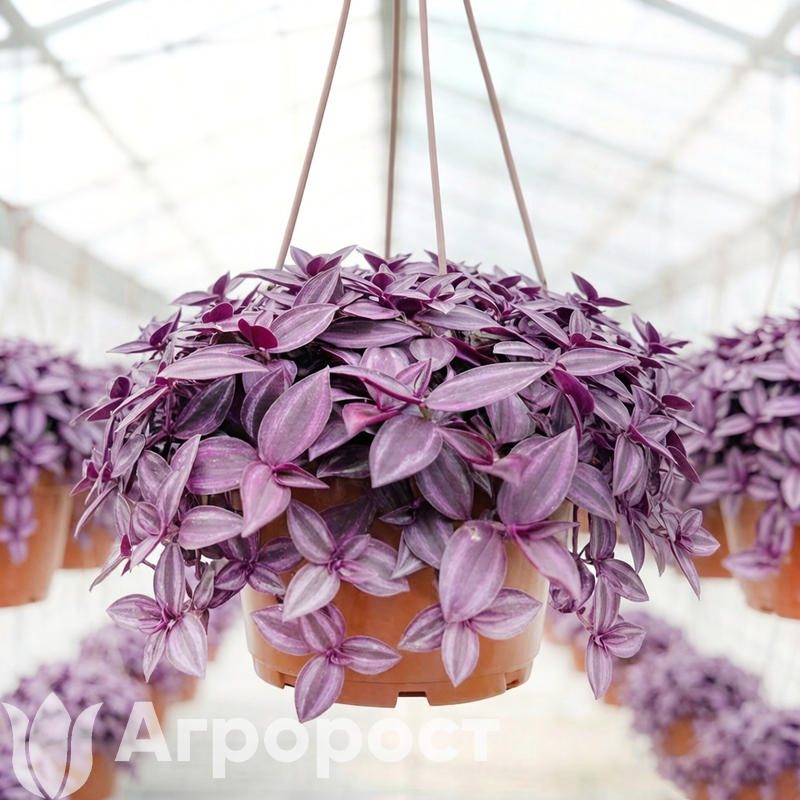 Традесканция Бордовая Бургунди