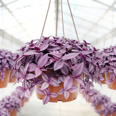 Традесканция Бордовая Бургунди