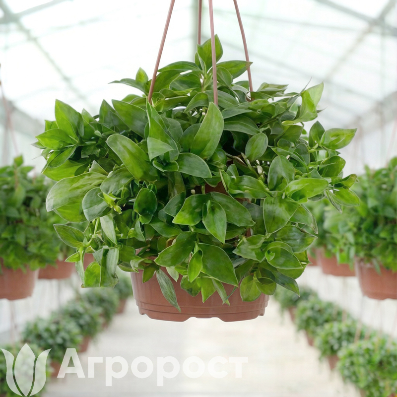 Традесканция Зеленая