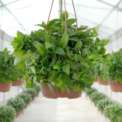 Традесканция Зеленая