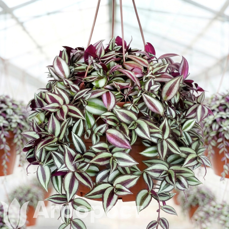 Традесканция Зебрина