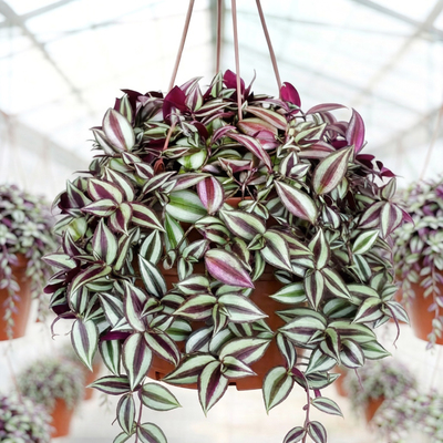 Традесканция Зебрина