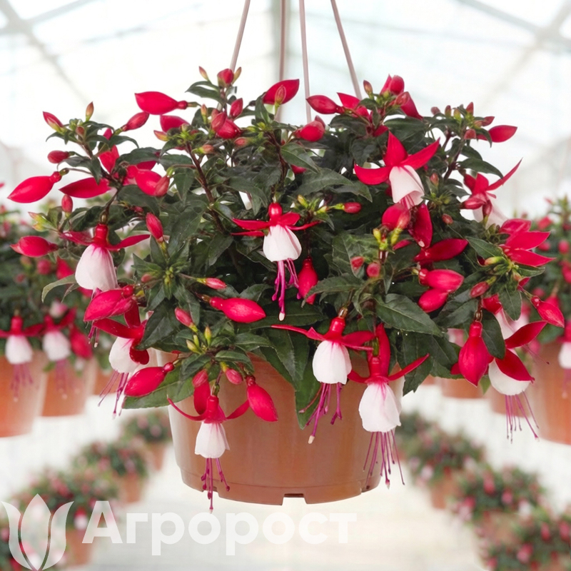 Фуксия ампельная