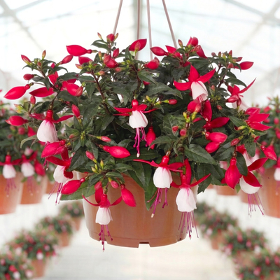 Фуксия ампельная