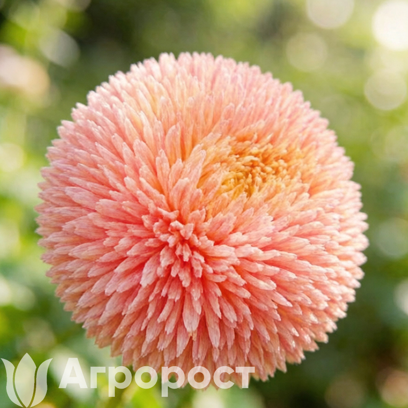 Астра Balloon Apricot