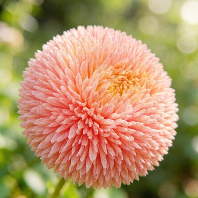 Астра Balloon Apricot