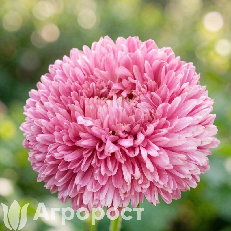 Астра Balloon Rose