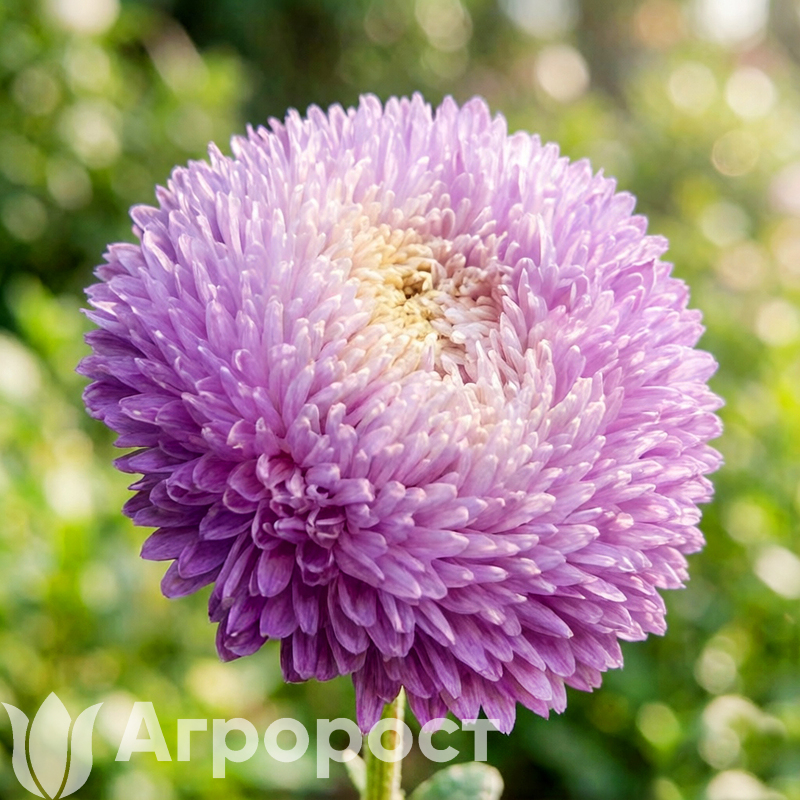 Астра Balloon Silver blue