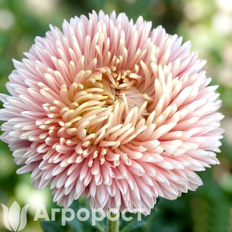 Астра Balloon Chamois