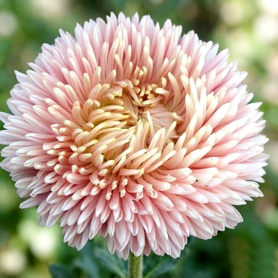 Астра Balloon Chamois