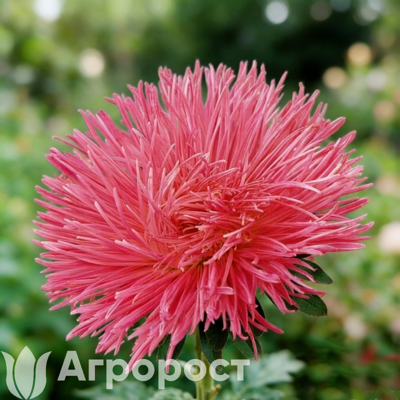 Астра Valkyrie Rose