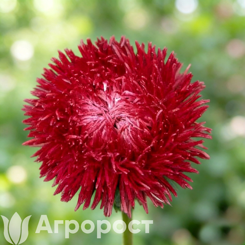 Астра Juwel Granat Deep Red