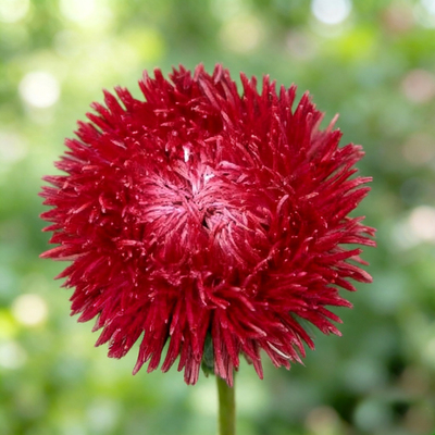 Астра Juwel Granat Deep Red