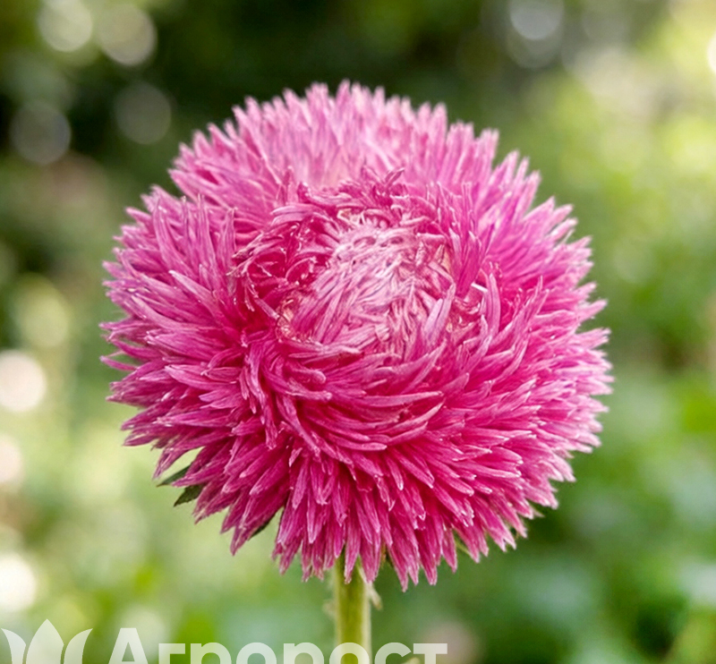 Астра Juwel Purpurit Lilac Rose