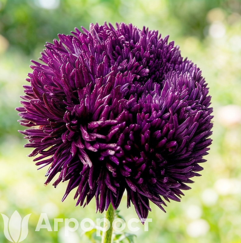 Астра Dragon Blue Frost