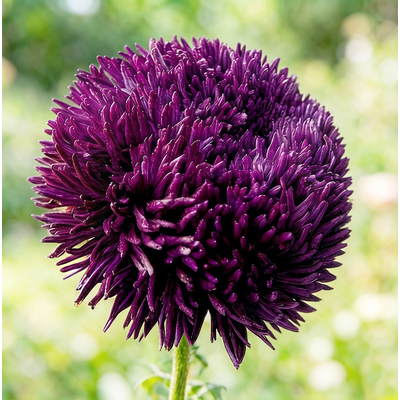 Астра Dragon Blue Frost