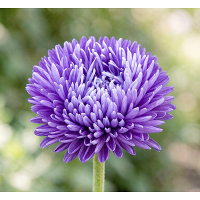 Астра Lady Coral Dark Blue