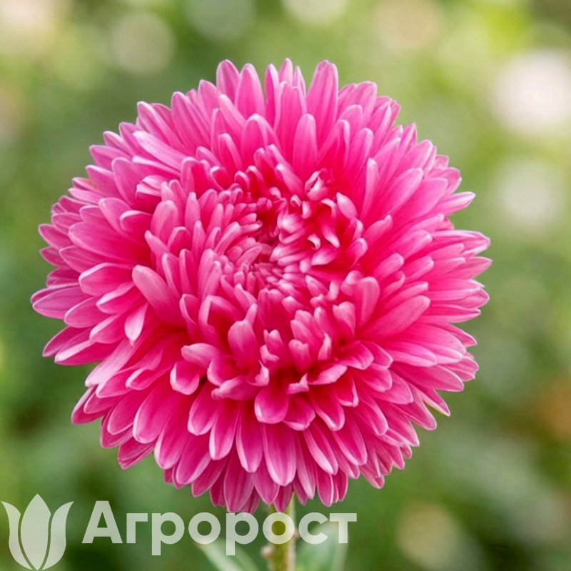 Астра Lady Coral Dark Rose