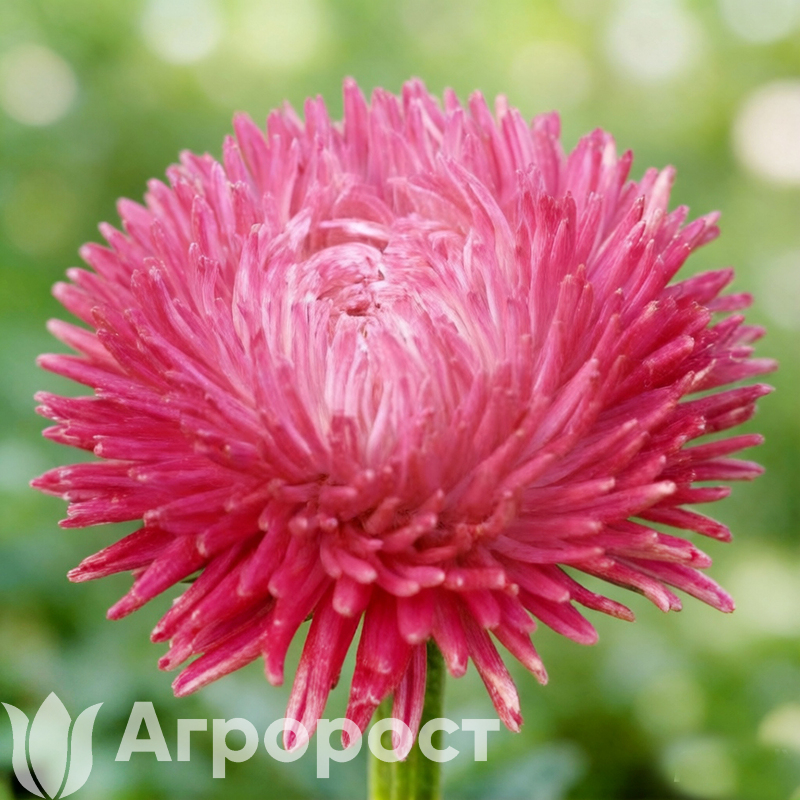 Астра Lady Coral Deep Red