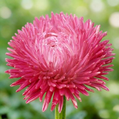 Астра Lady Coral Deep Red