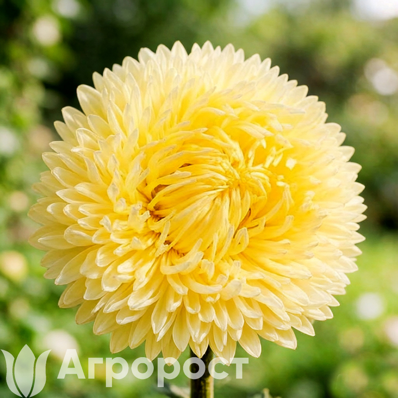 Астра Lady Coral Yellow