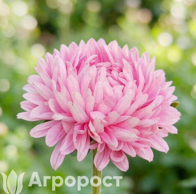 Астра Lady Coral Light Rose