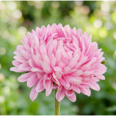 Астра Lady Coral Light Rose