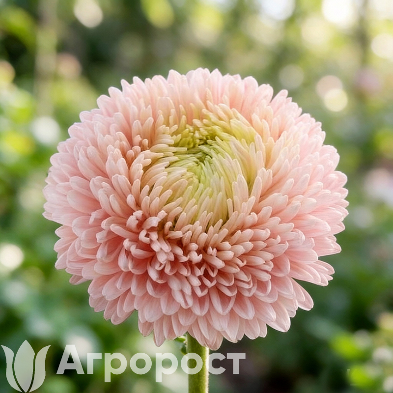 Астра lady Coral Salmon Rose