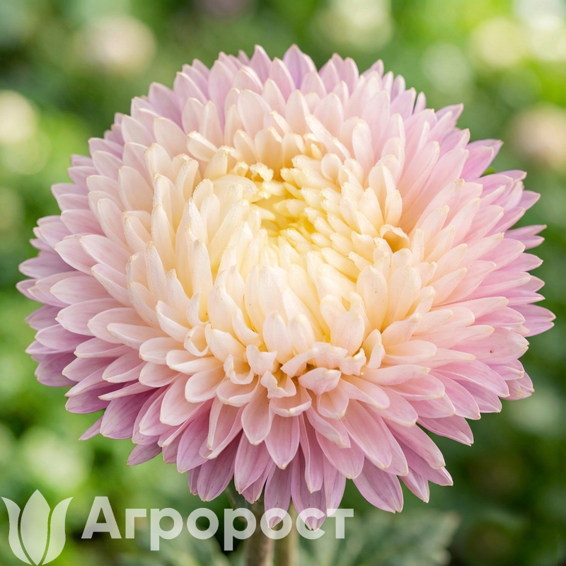 Астра Syringa Appleblossom yellow-rose