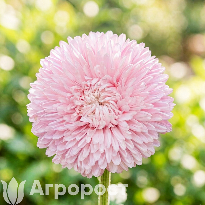Астра Syringa Appleblossom